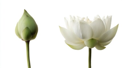 Lotus phases a closed bud, sleek and green, next to a blossomed, open, white flower