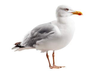 Fototapeta premium A seagull standing gracefully with a white isolate background, showcasing its distinct features and colors.