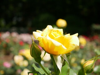 A yellow rose blooming in a garden.