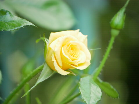 A yellow rose blooming in a garden. - Powered by Adobe