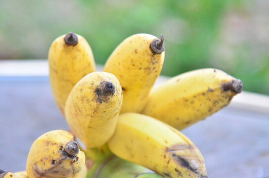 Thai banana fruit.