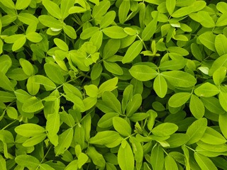 High-Angle Full Frame Photography of Vibrant Green Groundcover Leaves, Featuring a Dense Organic Texture and Natural Pattern of Oval Foliage for Botanical and Environmental Backgrounds