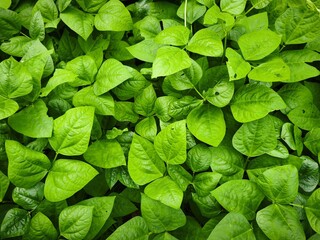 High-Angle Full Frame Photography of Dense Lush Green Leaves with Prominent Veins, Featuring a Natural Organic Texture and Overlapping Foliage Pattern for Botanical and Nature Backgrounds