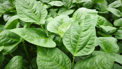 High-Angle Full Frame Photography of Dense Lush Green Leaves with Prominent Veins, Featuring a Natural Organic Texture and Overlapping Foliage Pattern for Botanical and Nature Backgrounds