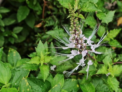 White cat's whiskers flower (Orthosiphon Aristatus) blooming in the garden. This medicinal herb is commonly used in traditional medicine and as an ornamental plant
