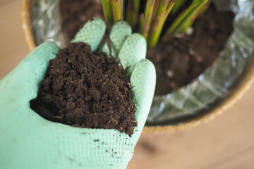 Hand holds soil above plant in indoor setting