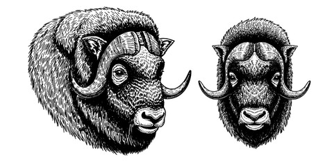 Musk ox engraving illustration for arctic heritage branding © Gabut Stock