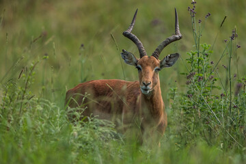 Naklejka premium An impala stands in lush green grass, calmly chewing fresh graze under soft daylight — capturing natural feeding behavior, alert eyes, and serene beauty in the African bushveld.