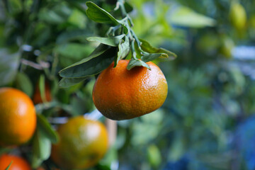 Fresh fruit hanging from branch in orchard during daytime