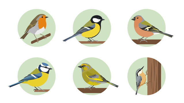 Collection of flat design garden bird illustrations on white background