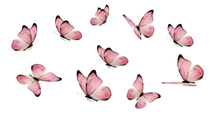 Set of 10 Pink Watercolor Butterfly Illustrations isolated PNG with Transparent Background