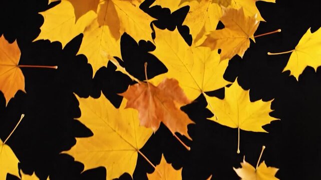 Vibrant yellow-orange maple leaves float gracefully against a deep black backdrop