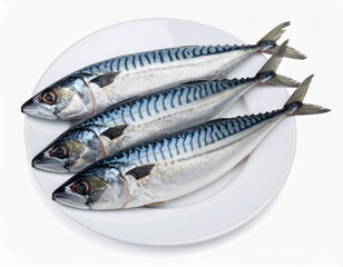 Naklejka premium 생물-생선-고등어-등푸른 생선-통고등어-생물 고등어-접시-흰색 배경