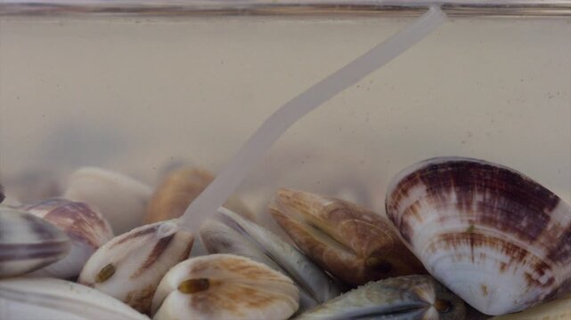 The close-up video shows the elongated mouth of a bivalve clam protruding from its shell.