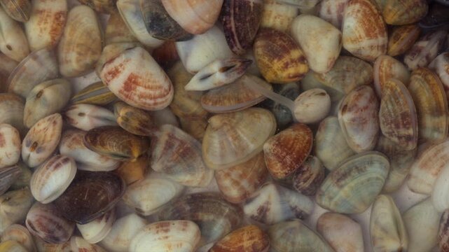 The close-up video shows the elongated mouth of a bivalve clam protruding from its shell.