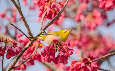 寒緋桜を見上げるメジロの横顔
