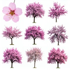 Collection of Cherry Blossom Trees and Flower on White Background.