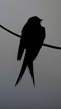 birds on a wire