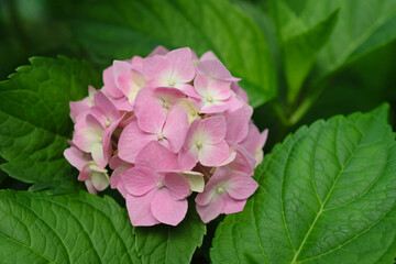 Close-up of a beautiful pink hydrangea flower in full bloom surrounded by lush green leaves.