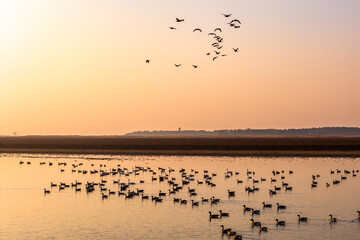 A flock of migratory birds flying at sunset