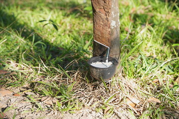  Rubber tapping with white latex flowing into a cup on the tree trunk, showing traditional harvesting of natural rubber
