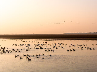 A flock of migratory birds flying at sunset