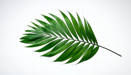 Single Palm Leaf on White Background - Tropical Greenery.
