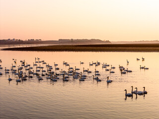 A flock of migratory birds flying at sunset