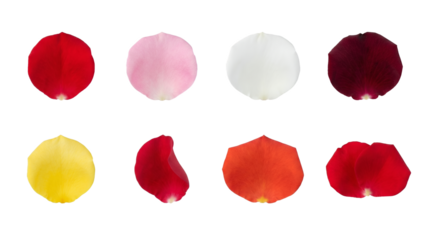 Colorful Rose Petals Isolated Collection featuring Red Pink White Yellow and Orange Floral Parts on White Background