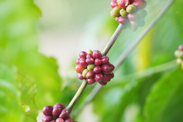 coffee cherries ripen along slender branches amid green leaves, showing natural growth stages and the beauty of coffee plants in a lush environment	