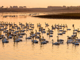 A flock of migratory birds flying at sunset