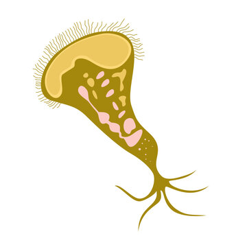 Stentor Illustration. Biological structure of stentor (Stentor anatomy)