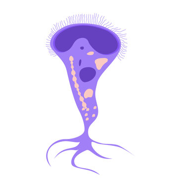 Stentor Illustration. Biological structure of stentor (Stentor anatomy)