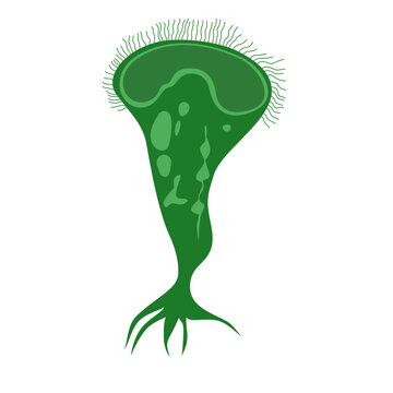 Stentor Illustration. Biological structure of stentor (Stentor anatomy)