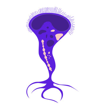 Stentor Illustration. Biological structure of stentor (Stentor anatomy)