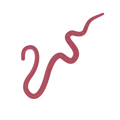 Whipworm Parasite Vector Illustration