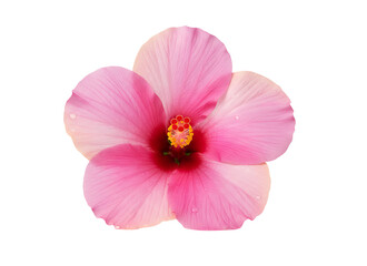 Aerial view of a delicate pink flower with prominent stamen in full bloom