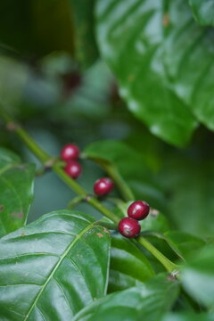 coffee cherries ripen along slender branches amid green leaves, showing natural growth stages and the beauty of coffee plants in a lush environment