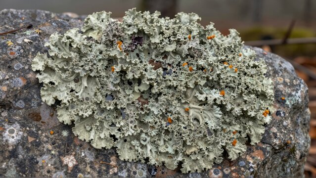 Close up of light green frilly lichen with small orange apothecia growing on a rough stone surface
