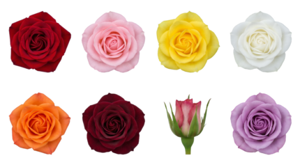 Floral Botanical Collection Set of Eight Rose Blossoms in Various Colors Isolated on White Background