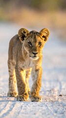 Lion cub walks forward on dusty path bathed in warm light, looking at camera