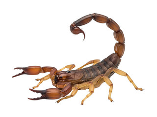 Brown scorpion isolated on transparent background