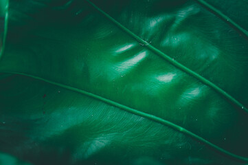 Close-Up of a Green Leaf Showcasing Nature's Intricate Textures