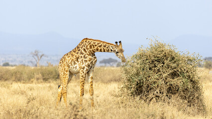 Male Masai Giraffe eating shrubs in Amboseli National Park in East Africa Kenya KEN