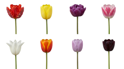 Vibrant Spring Tulip Collection Set featuring Red Parrot Yellow and Black Blooms 