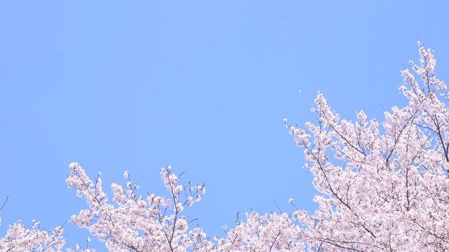 風で舞い散る満開の桜の花びらと青空のスローモーション  4K 