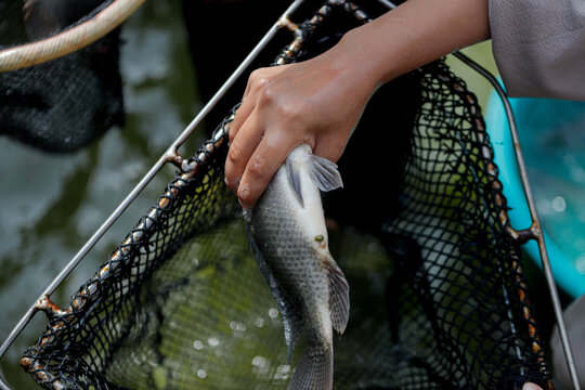 Fresh Tilapia Harvest in Aquaculture Net