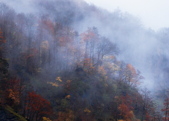 Fototapeta premium Autumn leaves and mountains in fog.