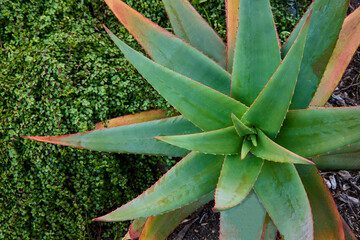 High-angle close-up shot of green succulent plant with pointed leaves in a rosette pattern