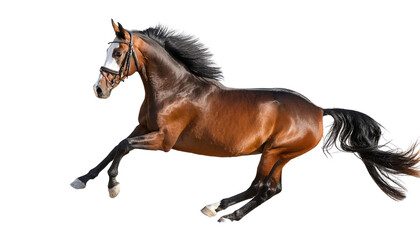 Fototapeta premium Brown Horse Running on White Background